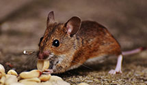24 Hour & Emergency Exterminators in Newbury Twp, OH